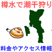 愛知県の樽水の潮干狩り情報を紹介するイラスト